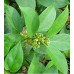 Gymnema Sylvestre (Gurmar) (Chakkara Kolli)